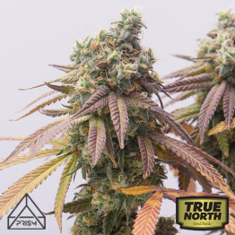 Girl Scout Cookies Feminized Seeds (Prism Seeds)