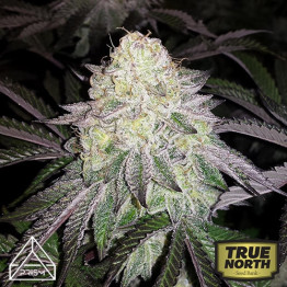 GSC x Chemdog #4 Feminized Seeds (Prism Seeds)