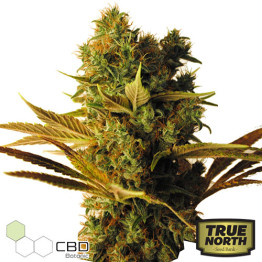 CBD Hammer Shark Feminized Seeds (CBD Botanic)