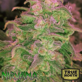 Hawaii Maui Waui FEMINIZED Seeds (Nirvana Seeds)