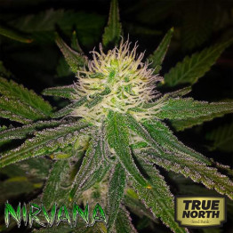 Hawaii Maui Waui REGULAR Seeds (Nirvana Seeds)