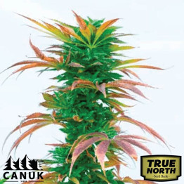 Hellfire Fast Version Feminized Seeds (Canuk Seeds) - ELITE STRAIN