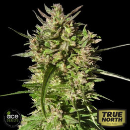 Honduras Breeze Feminized Seeds (Ace Seeds)