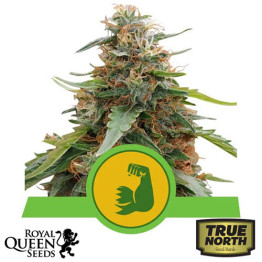 HulkBerry Automatic Feminized Seeds (Royal Queen Seeds)