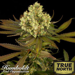 Sour Blueberry Feminized Seeds (Humboldt Seed Org)