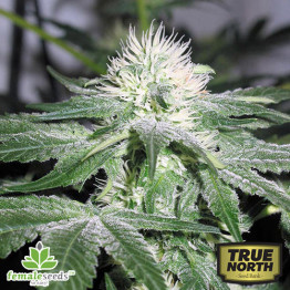 Ice Feminized Seeds (Female Seeds)