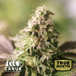 Ice Cream Cake Feminized Seeds (Canuk Seeds) - ELITE STRAIN
