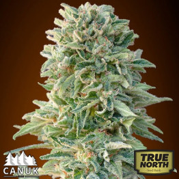 Jack Herer AUTO FEMINIZED Seeds (Canuk Seeds)