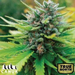 Jack Herer Fast Version Feminized Seeds (Canuk Seeds) - ELITE STRAIN