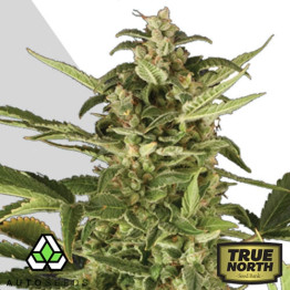 Juicy Lucy  FEMINIZED Seeds (Auto Seeds)