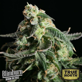 Kabrales Automatic Feminized Seeds (BlimBurn Seeds)