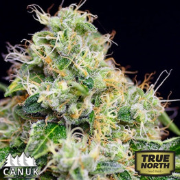 Killer Cheese Dawg Fast Feminized Seeds (Canuk Seeds)