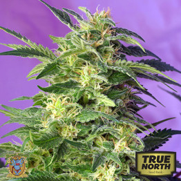 Killer Kush Auto Feminized Seeds (Sweet Seeds) - CLEARANCE