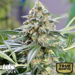 Kryptonite Kush Fast Feminized Seeds (Canuk Seeds) 