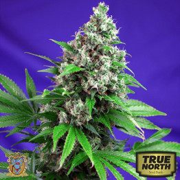 Killer Kush FAST Version Feminized Seeds (Sweet Seeds)