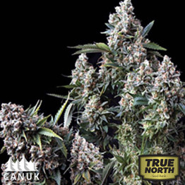 King TUT Feminized Seeds (Canuk Seeds) - ELITE STRAIN