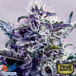 Kush Express AUTOFLOWERING FEMINIZED Seeds (Positronics Seeds)