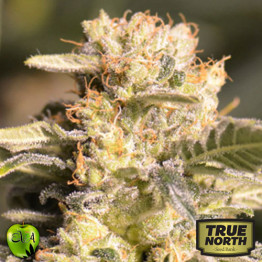 TNT Kush CBD FEMINIZED Seeds (EVA Seeds)