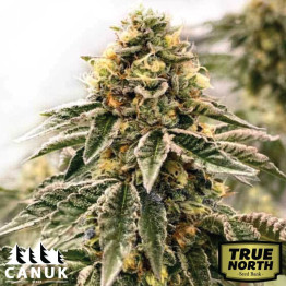 Kush Mints Fast Version Feminized Seeds (Canuk Seeds) - ELITE STRAIN