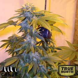LA Confidential Feminized Seeds (Canuk Seeds) - ELITE STRAIN 