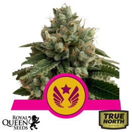 Legendary OG Punch Feminized Seeds (Royal Queen Seeds)