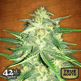 Lemon AK Auto Feminized Seeds (FastBuds) - CLEARANCE