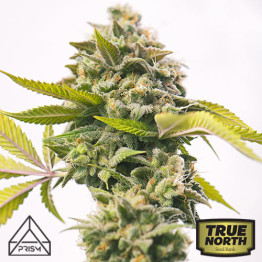 Lemon Amnesia Fast Feminized Seeds (Prism Seeds)