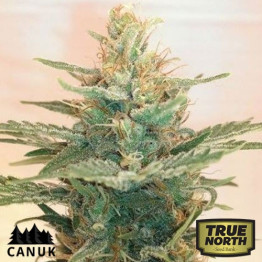 Lemonade OG Feminized Seeds (Canuk Seeds)