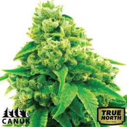 Lemon Garlic OG Feminized Seeds (Canuk Seeds) - ELITE STRAIN