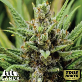 Lemon Haze Diesel Feminized Seeds (Canuk Seeds) - ELITE STRAIN