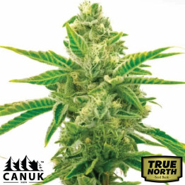 Lemon Haze Fast Version Feminized Seeds (Canuk Seeds) - ELITE STRAIN