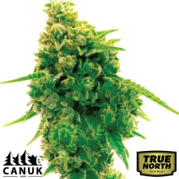 Lemon Kush Feminized Seeds (Canuk Seeds) - ELITE STRAIN