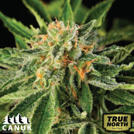 Lemon OG Fast Version Feminized Seeds (Canuk Seeds) - ELITE STRAIN