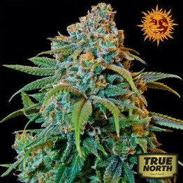 Liberty Haze Feminized Seeds (Barney's Farm) - CLEARANCE