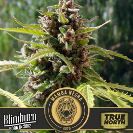 Mamba Negra AUTO FEMINIZED Seeds (BlimBurn Seeds)