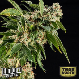 Mamba Negra Feminized Seeds (BlimBurn Seeds)