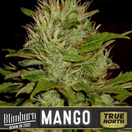 Mango Feminized Seeds (BlimBurn Seeds)