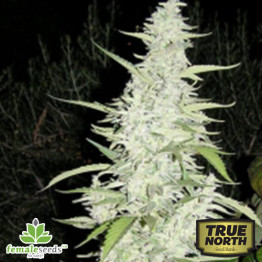 Maroc Feminized Seeds (Female Seeds)