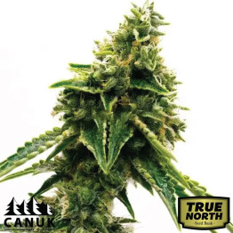 Matanuska Tundra Fast Version Feminized Seeds (Canuk Seeds) - ELITE STRAIN