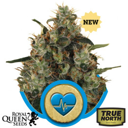 Medical Mass Feminized Seeds (Royal Queen Seeds)