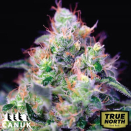 Mendocino Purple Kush Fast Version Feminized Seeds (Canuk Seeds) - ELITE STRAIN