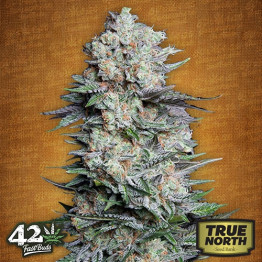 Mexican Airlines Auto Feminized Seeds (FastBuds)