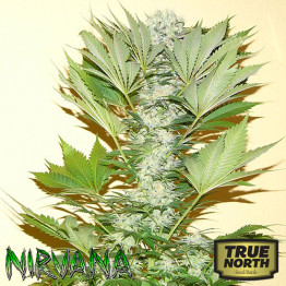 Misty Kush FEMINIZED Seeds (Nirvana Seeds)