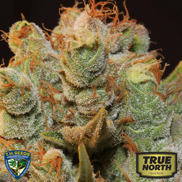 MK-Ultra Kush x Bubble Feminized Seeds (T.H. Seeds)