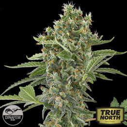 Moby Dick Automatic Feminized Seeds (Dinafem)