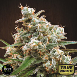 Nepal Jam Breeders Pack FEMINIZED Seeds (Ace Seeds) - CLEARANCE