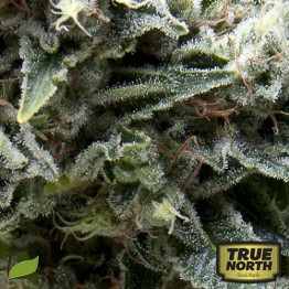 AUTO New York City FEMINIZED Seeds (Pyramid Seeds)