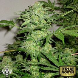 NL AUTOMATIC FEMINIZED Seeds (G13 Labs)