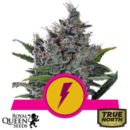 North Thunderfuck Feminized Seeds (Royal Queen Seeds)