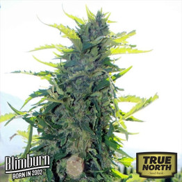 Northern Light Automatic Feminized Seeds (BlimBurn Seeds)